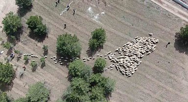Süt kuzuları onlarca koyun arasında annelerini kokularından tanıyor