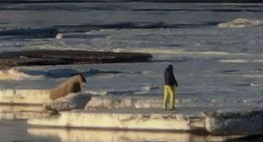 Svalbard Adası'nda deniz aygırına yaklaşan turiste para cezası