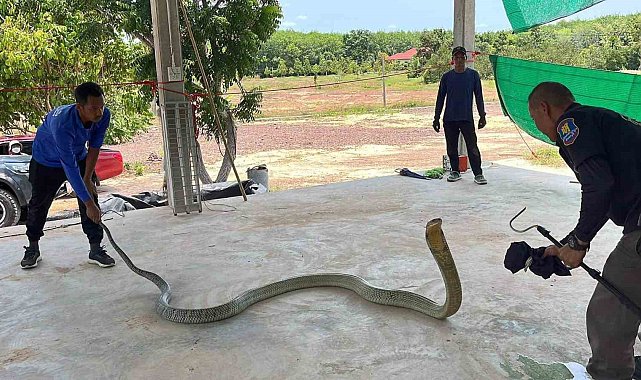 Tayland'da otomobilin kaputundan 16 kilo ağırlığında zehirli yılan çıktı