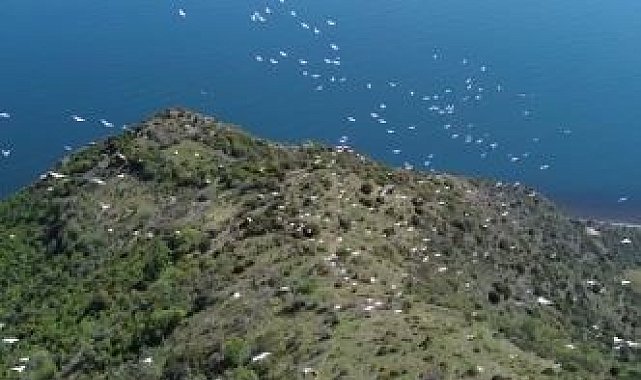 Tekirdağ'da pelikanların göçü muhteşem görüntülere sahne oldu