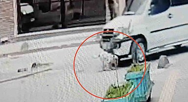Ters yöne giren ehliyetsiz sürücü 5 aylık köpeği ezip kaçtı: O anlar kamerada