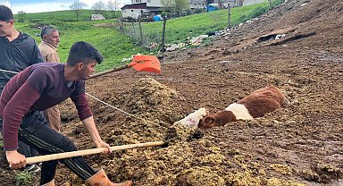 Tezek yığınına batan inek yavrusu saatler sonra kurtarıldı