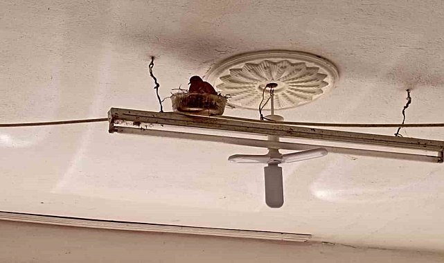 Tokat'ta lastikçi ile kumrunun sıra dışı dostluğu