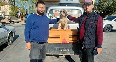 Trüf mantarı avcısı 'Radar' bulundu