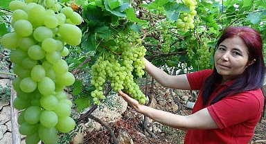 Turfanda üzüm hasadı başladı