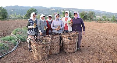 Tütün ambarı Denizli'de fideler toprakla buluştu
