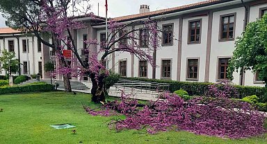 Valilik bahçesindeki Erguvan da fırtınaya yenik düştü