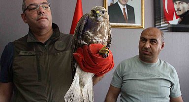 Yaralı şahin 'Bayram' tedavi altına alındı