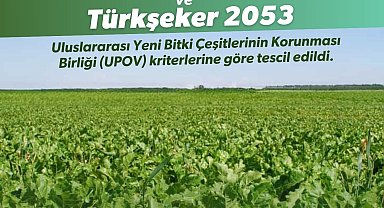 Yerli şeker pancarı tohumu tescil aldı