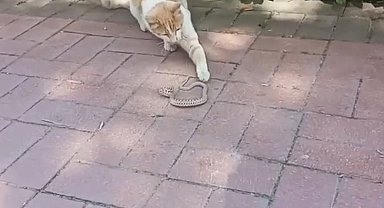 Yılan ile kedinin kavgası kameralarda