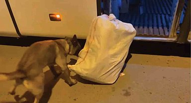 Yolcu otobüsünde 23 kilo 794 gram skunk ele geçirildi