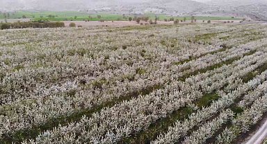 Yozgat'ta baharın gelmesiyle çiçek açan binlerce meyve ağacı havadan görüntülendi