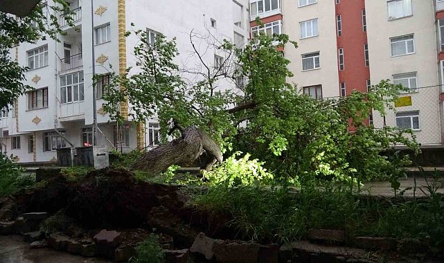 Yozgat'ta kayısı ağacı şiddetli rüzgarda devrildi, çağlaları kapışıldı