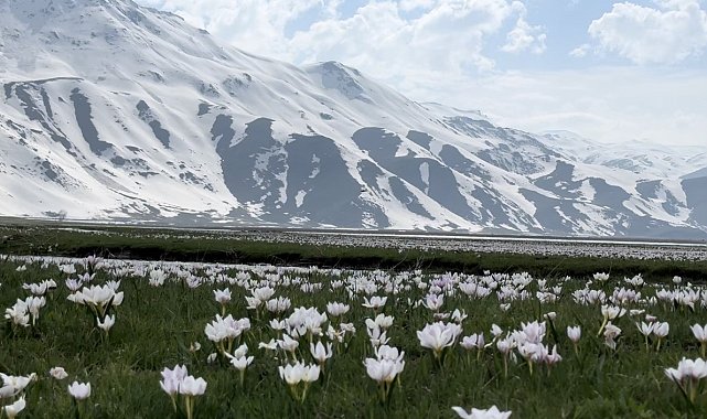 Yüksekova'da kardelen ve çiğdemler çiçek açtı