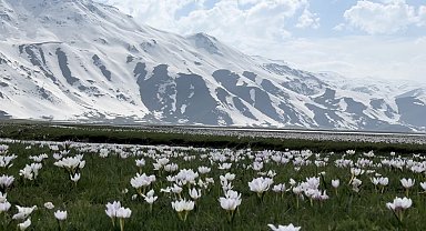 Yüksekova'da kardelen ve çiğdemler çiçek açtı