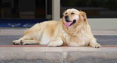 'Sokak köpekleri için umut dolu proje'