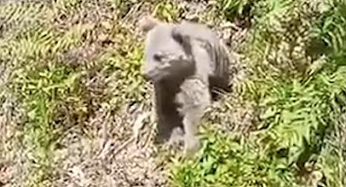 Aç kalan ayılar yayla evlerini talan etti
