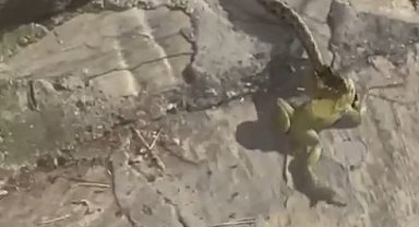 Ağzındaki kurbağadan olup gözleme ikram edilen yılan, avının üzerine soğuk su içti