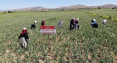 Aksaray'ın organik sarımsağı Rusya ve Almanya antibiyotiğinde