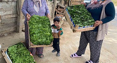 Alaşehir'de asma yaprağı ihracatı artıyor