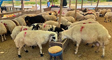 Aliağa'da kurbanlık kesim fiyatları açıklandı