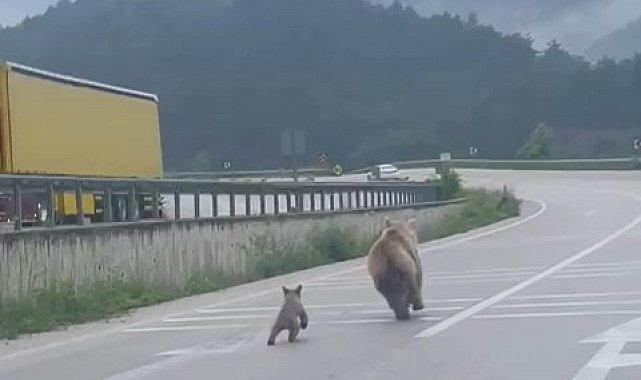 Anne ayının yavrusunu bulma mücadelesi kamerada