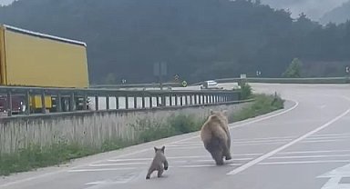 Anne ayının yavrusunu bulma mücadelesi kamerada