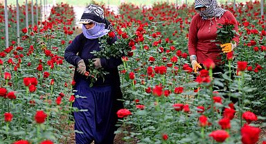 Anneler Günü öncesi gül fiyatları dibi gördü: Tanesi 3 lira