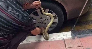 Arabadaki yılanı korkusuzca çıkardı, görenler hayret etti
