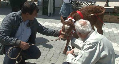 Arnavutköy'de Dünya Çiftçiler Günü şenliği düzenlendi, en güzel buzağı yarışmasında renkli görüntüler ortaya çıktı