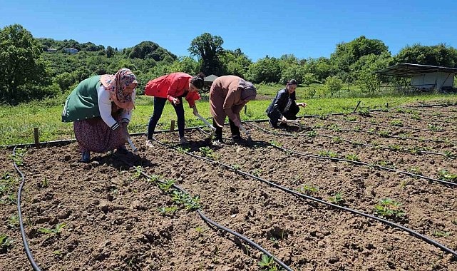 Aroması ve tadı ile Osmanlı çileği tarlada alıcı buluyor