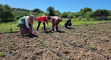 Aroması ve tadı ile Osmanlı çileği tarlada alıcı buluyor
