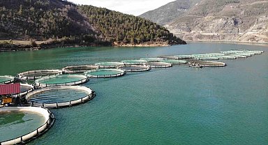 Artvin'de geçtiğimiz yıl 14 bin ton Türk somonu üretildi