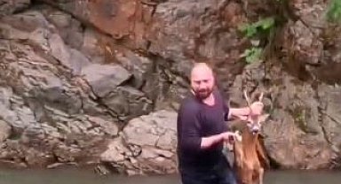 Artvin'de nehre düşen karaca için belediye personeli azgın sulara atladı