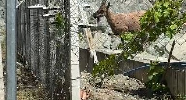 Artvin´de yaban keçileri Deriner Barajı sahasında görüntülendi