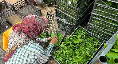 Asma yaprakları ailelerin ekonomisine büyük katkı sağlıyor