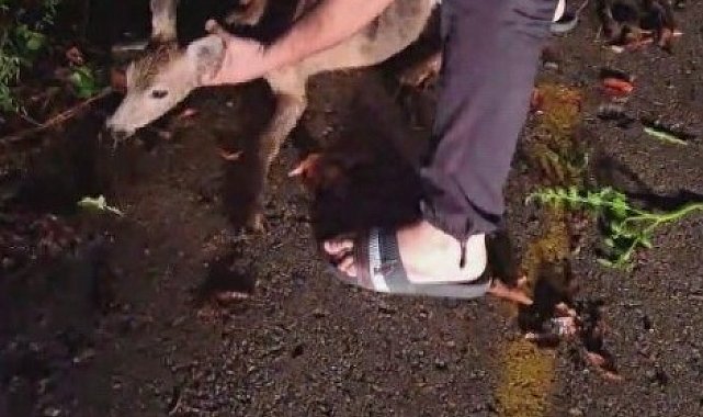 Ayağından yaralanarak bariyerin altına sıkışan yavru karacanın yardımına duyarlı vatandaş yetişti