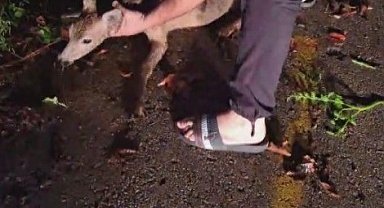 Ayağından yaralanarak bariyerin altına sıkışan yavru karacanın yardımına duyarlı vatandaş yetişti