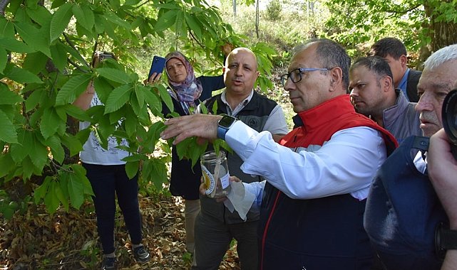 Aydın'da ilk kez denendi, kestane üreticisine umut oldu