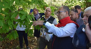 Aydın'da ilk kez denendi, kestane üreticisine umut oldu