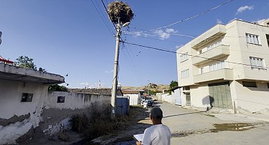 Aydın'da leylek sayımları tamamlandı