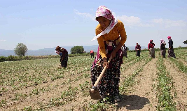 Aydın'da pamuk çapalama yevmiyeleri belirlendi