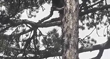 Ayı korktu, ağaca tırmandı