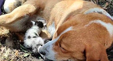 Ayvacık'ta annesinin terk ettiği yavru kediye, köpek annelik yapıyor