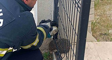 Bahçe kapısına sıkışan kirpinin imdadına itfaiye yetişti