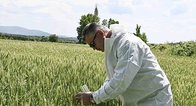 Balıkesir'de süne ile biyolojik mücadele başladı