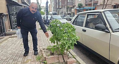Bandırma'da sokakların yeşillenmesi için çağrı