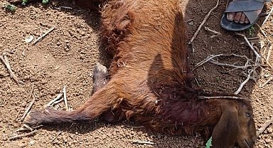 Başıboş köpekler, küçükbaş hayvanlara saldırdı
