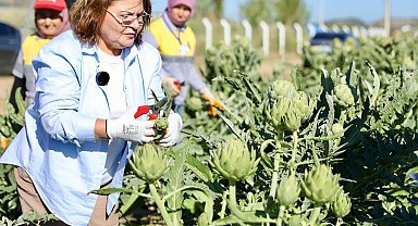 Başkan Gençay, enginar hasadına katıldı