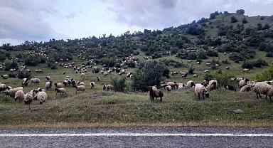 Besiciler yayla yolculuklarında Kulp ilçesine vardı